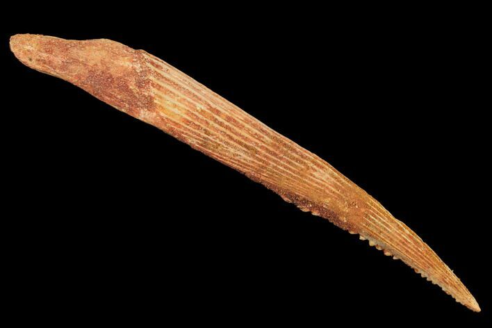 Cretaceous Shark (Hybodus) Dorsal Spine - Morocco #93930